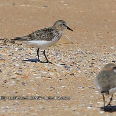 Calidris ruficollis (Red-necked Stint) at Jervis Bay National Park - 22 Sep 2017 by CharlesDove