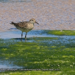 Calidris acuminata (Sharp-tailed Sandpiper) at Jervis Bay National Park - 22 Sep 2017 by CharlesDove