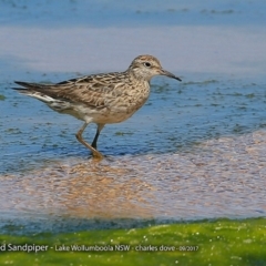 Calidris acuminata at Jervis Bay National Park - 22 Sep 2017