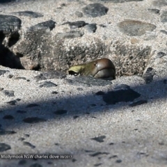 Eulamprus quoyii (Eastern Water Skink) at Undefined - 19 Sep 2017 by CharlesDove
