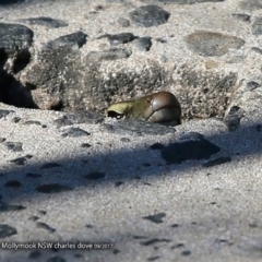 Eulamprus quoyii (Eastern Water Skink) at Undefined - 18 Sep 2017 by Charles Dove