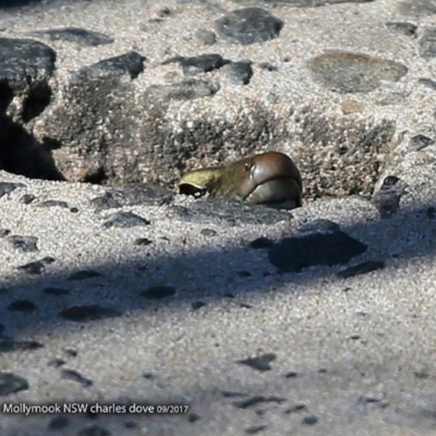 Eulamprus quoyii (Eastern Water Skink) at Undefined - 19 Sep 2017 by CharlesDove