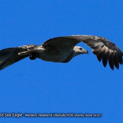 Haliaeetus leucogaster (White-bellied Sea-Eagle) at Coomee Nulunga Cultural Walking Track - 20 Sep 2017 by Charles Dove