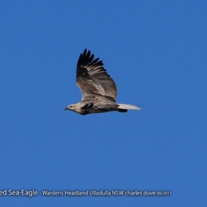 Haliaeetus leucogaster at Ulladulla - Warden Head Bushcare - 21 Sep 2017