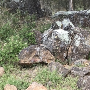 Egernia cunninghami at Red Hill, ACT - 31 Dec 2017 11:23 AM