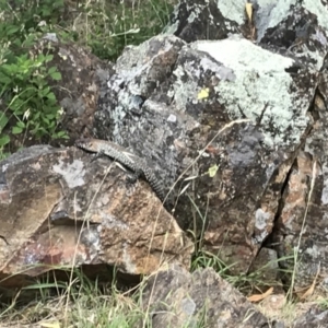 Egernia cunninghami at Red Hill, ACT - 31 Dec 2017