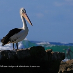 Pelecanus conspicillatus (Australian Pelican) at Undefined - 12 Sep 2017 by CharlesDove