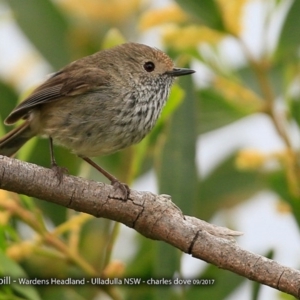 Acanthiza pusilla at Ulladulla - Warden Head Bushcare - 14 Sep 2017