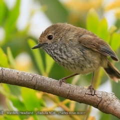 Acanthiza pusilla at Ulladulla - Warden Head Bushcare - 14 Sep 2017 12:00 AM