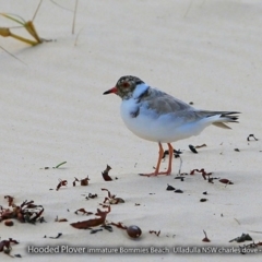 Charadrius rubricollis (Hooded Plover) at Undefined - 9 Sep 2017 by Charles Dove