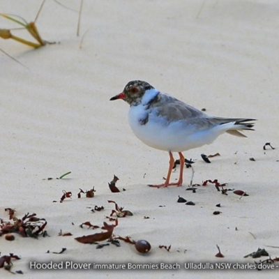 Charadrius rubricollis (Hooded Plover) at Undefined - 9 Sep 2017 by Charles Dove