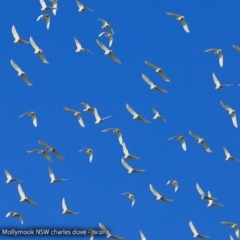 Cacatua sanguinea (Little Corella) at Undefined - 8 Sep 2017 by Charles Dove