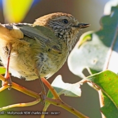 Acanthiza lineata (Striated Thornbill) at Undefined - 7 Sep 2017 by Charles Dove