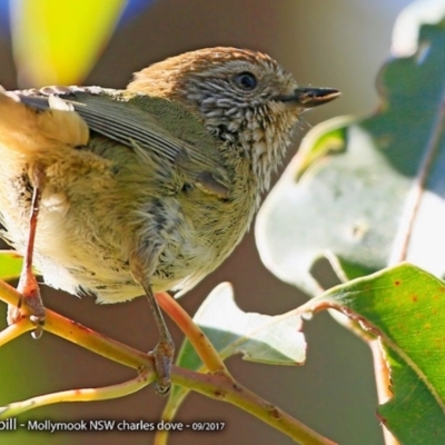 Acanthiza lineata (Striated Thornbill) at Undefined - 8 Sep 2017 by Charles Dove