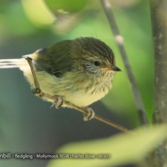 Acanthiza lineata at undefined - 8 Sep 2017 12:00 AM