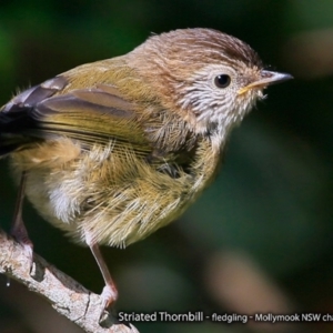 Acanthiza lineata at undefined - 8 Sep 2017 12:00 AM