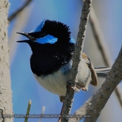 Malurus cyaneus (Superb Fairywren) at Undefined - 10 Sep 2017 by CharlesDove