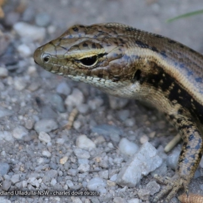 Eulamprus quoyii (Eastern Water Skink) at Ulladulla, NSW - 7 Sep 2017 by CharlesDove