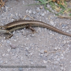 Eulamprus quoyii at Ulladulla, NSW - 7 Sep 2017