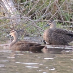 Anas superciliosa (Pacific Black Duck) at Campbell, ACT - 9 May 2018 by MichaelBedingfield