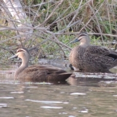 Anas superciliosa (Pacific Black Duck) at Campbell, ACT - 9 May 2018 by michaelb