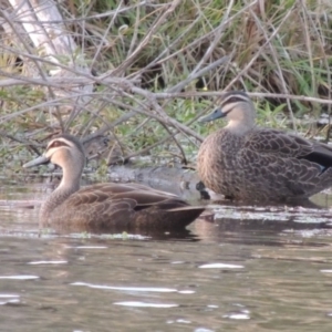 Anas superciliosa at Campbell, ACT - 9 May 2018