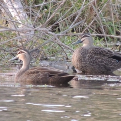 Anas superciliosa (Pacific Black Duck) at Campbell, ACT - 9 May 2018 by michaelb