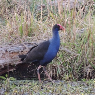 Porphyrio melanotus (Australasian Swamphen) at Campbell, ACT - 9 May 2018 by MichaelBedingfield