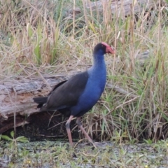 Porphyrio melanotus (Australasian Swamphen) at Campbell, ACT - 9 May 2018 by michaelb