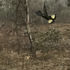 Zanda funerea (Yellow-tailed Black-Cockatoo) at Deakin, ACT - 23 May 2018 by Ttochtron