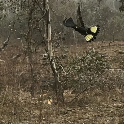 Zanda funerea (Yellow-tailed Black-Cockatoo) at Deakin, ACT - 22 May 2018 by Ttochtron