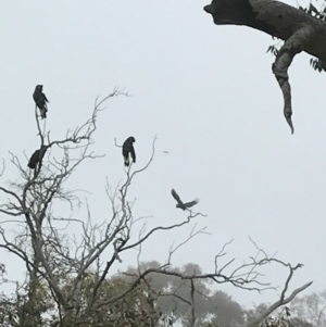 Zanda funerea at Deakin, ACT - 23 May 2018 09:51 AM