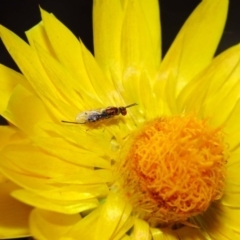 Megastigmus sp. (genus) at Acton, ACT - 22 May 2018 01:28 PM