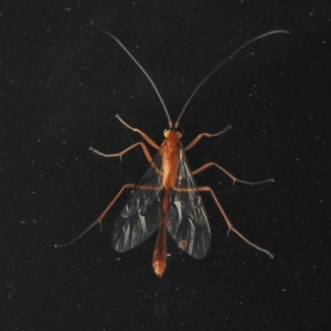 Netelia sp. (genus) at Tharwa, ACT - 23 May 2018