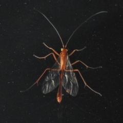 Netelia sp. (genus) (An Ichneumon wasp) at Tharwa, ACT - 23 May 2018 by JohnBundock