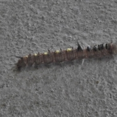 Pernattia pusilla at Paddys River, ACT - 23 May 2018 01:27 PM