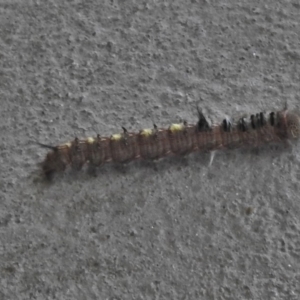 Pernattia pusilla at Paddys River, ACT - 23 May 2018 01:27 PM