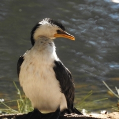 Microcarbo melanoleucos (Little Pied Cormorant) at Australian National University - 17 May 2018 by CorinPennock