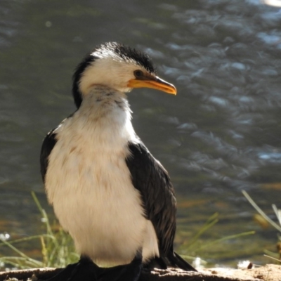 Microcarbo melanoleucos (Little Pied Cormorant) at Sullivans Creek, Acton - 17 May 2018 by CorinPennock