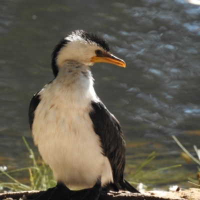 Microcarbo melanoleucos (Little Pied Cormorant) at Acton, ACT - 17 May 2018 by CorinPennock