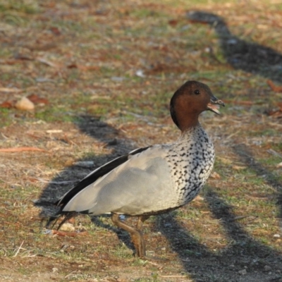 Chenonetta jubata (Australian Wood Duck) at Sullivans Creek, Acton - 15 May 2018 by CorinPennock