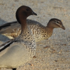 Chenonetta jubata at Acton, ACT - 15 May 2018 08:33 PM