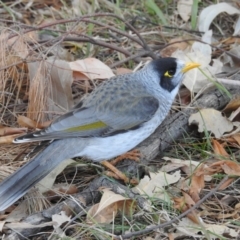 Manorina melanocephala (Noisy Miner) at Sullivans Creek, Acton - 17 May 2018 by CorinPennock