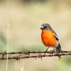 Petroica phoenicea (Flame Robin) at Paddys River, ACT - 23 May 2018 by KumikoCallaway