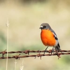 Petroica phoenicea at Paddys River, ACT - 23 May 2018