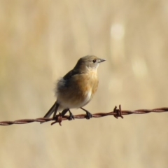 Petroica phoenicea at Paddys River, ACT - 23 May 2018 12:33 PM