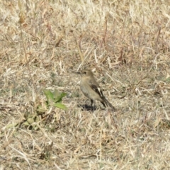 Petroica phoenicea at Paddys River, ACT - 23 May 2018