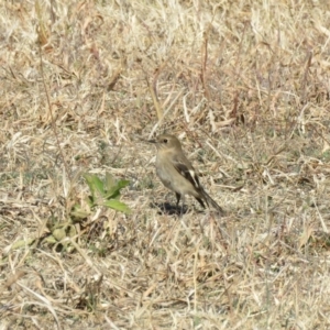 Petroica phoenicea at Paddys River, ACT - 23 May 2018 12:33 PM