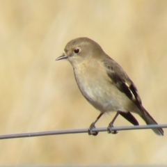 Petroica phoenicea at Paddys River, ACT - 23 May 2018