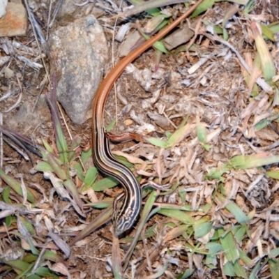 Ctenotus taeniolatus (Copper-tailed Skink) at Lake George, NSW - 23 May 2018 by MPennay